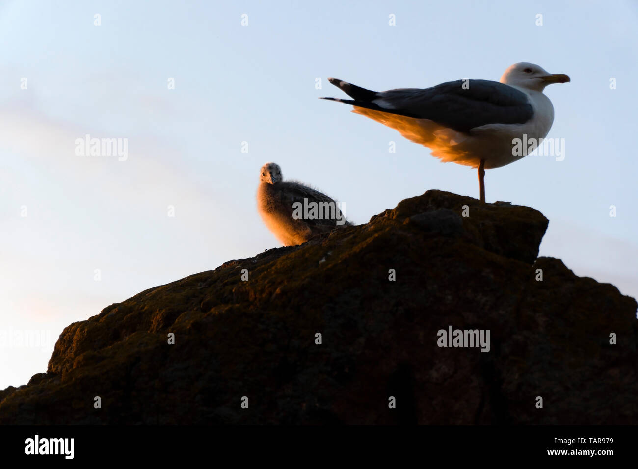 Pulcino di Gabbiano con la madre seagull sono su una roccia alla fauna selvatica Foto Stock