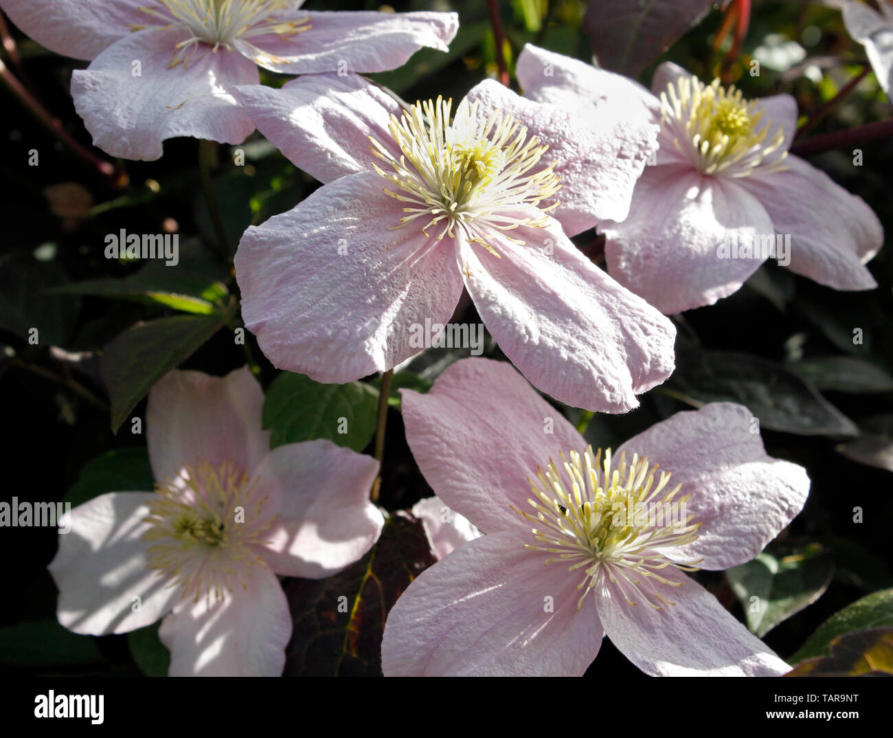 Chiudere la clematide Montana "molla di fragranti fiori" Foto Stock