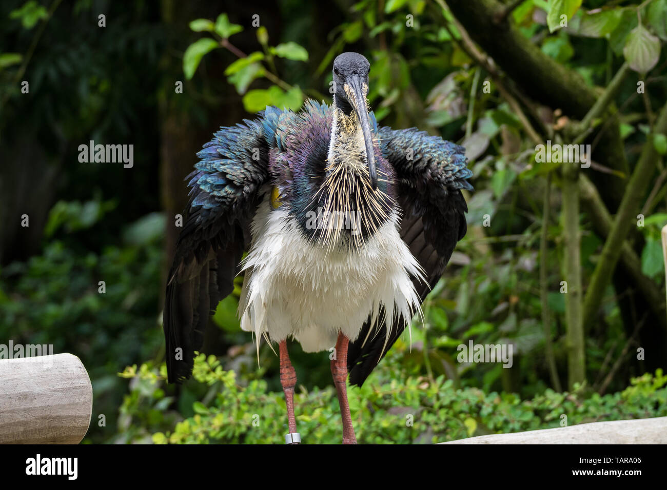 La paglia di colli, Ibis Threskiornis spinicollis è un uccello di ibis e la spatola famiglia Threskiornithidae. Foto Stock