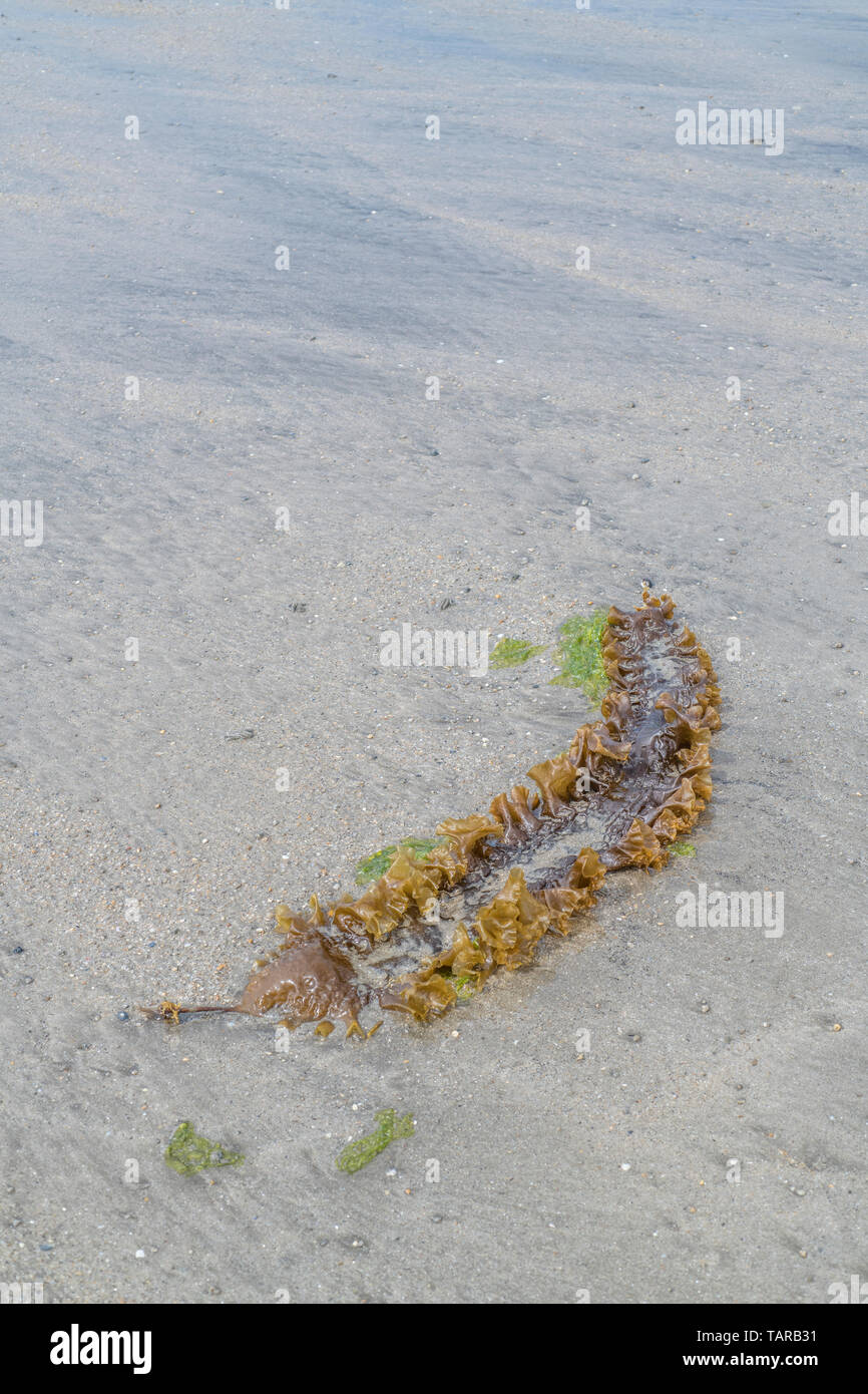 Lo zucchero Kelp / Saccharina latissima, precedentemente Laminaria saccarina si è incagliata su una spiaggia della Cornovaglia. Può essere utilizzato come alimento quando appena raccolto. Foto Stock