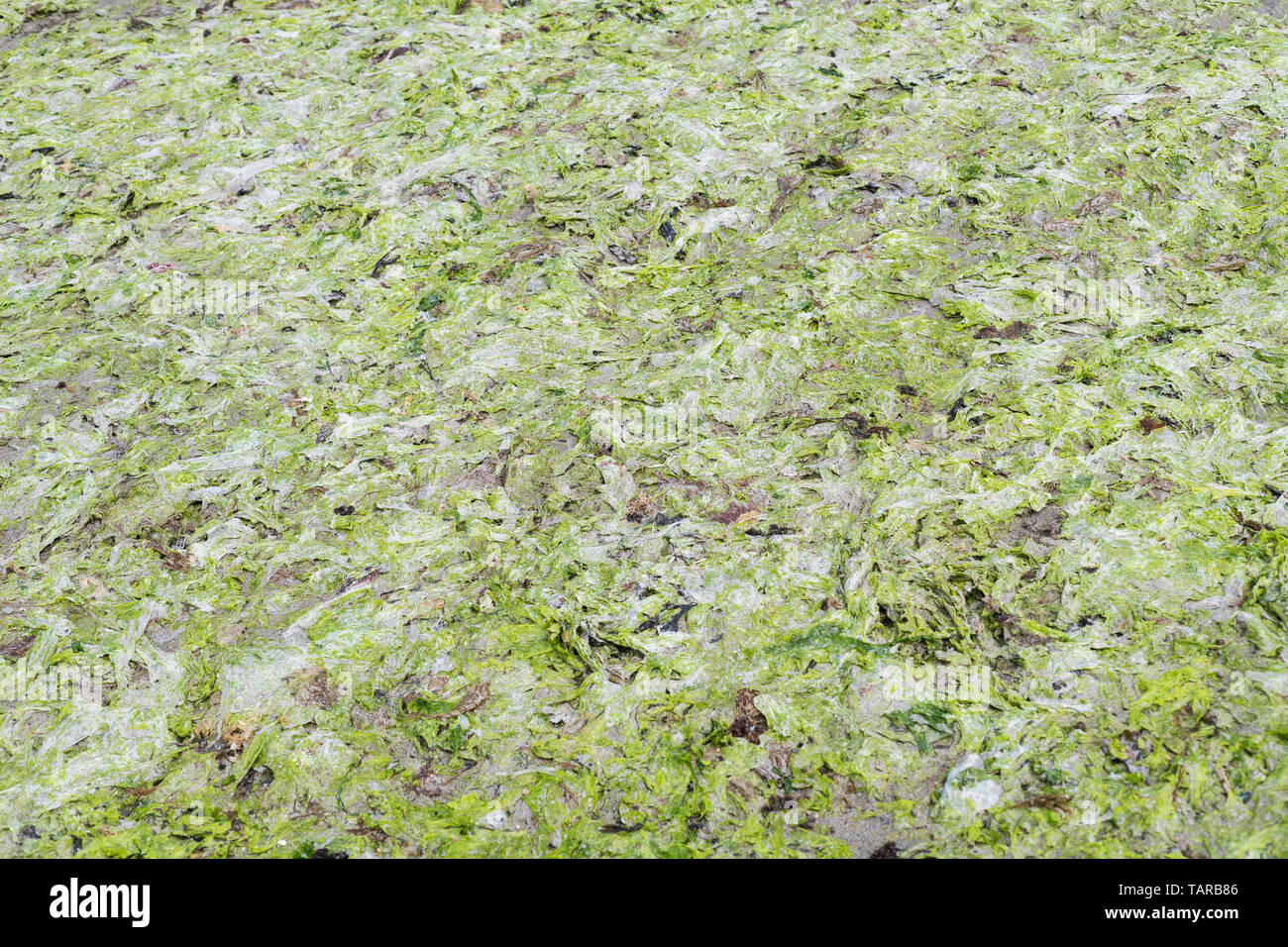 L'alga verde lattuga di mare / Ulva lactuca si è incagliata su una spiaggia e depositato presso la deriva della linea tideline o. Fresca di lattuga di mare è commestibile. Foto Stock