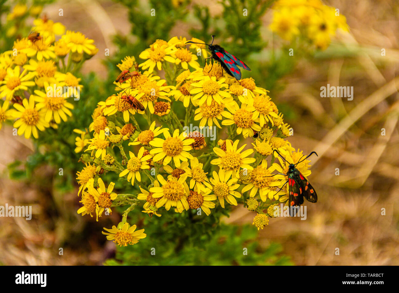 Sei-spot burnett falene su fioritura erba tossica. Northumberland, Regno Unito. Luglio 2018. Foto Stock