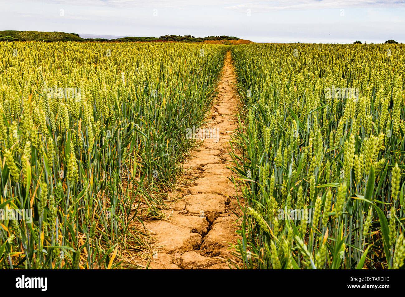 Percorso a secco attraverso un campo di grano durante una calda estate. Bamburgh, Northumberland, Regno Unito. Luglio 2018. Foto Stock