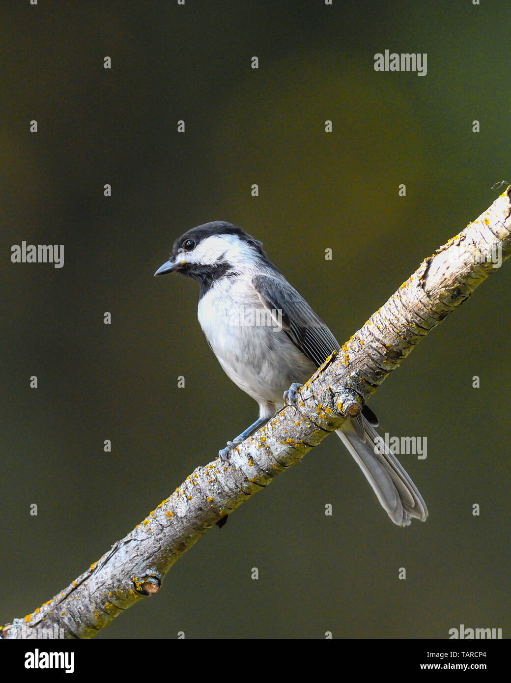 Carolina Luisa - North American wild songbird appollaiato sul ramo di albero Foto Stock