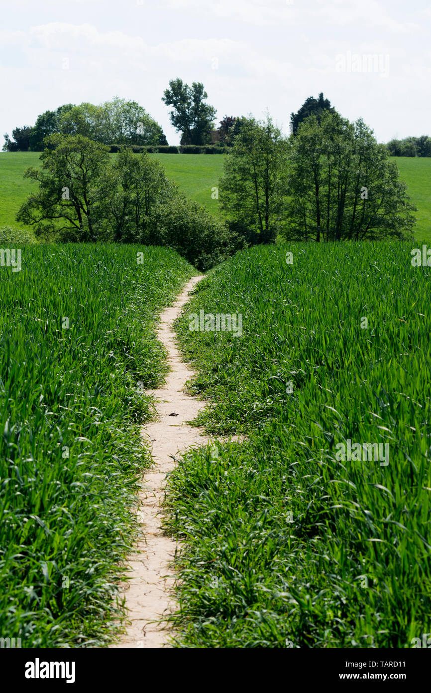 Un sentiero pubblico attraversando un campo di grano, Warwickshire, Regno Unito Foto Stock