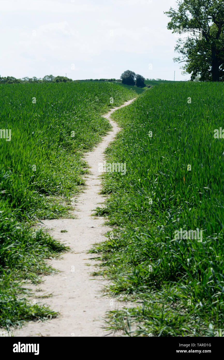 Un sentiero pubblico attraversando un campo di grano, Warwickshire, Regno Unito Foto Stock