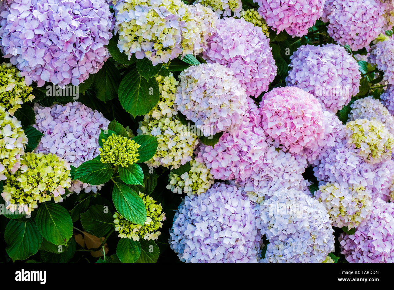 Hortensia o fiori di ortensie. Foto Stock