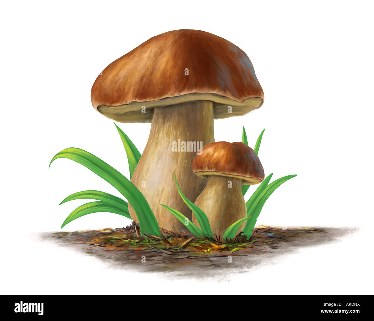 Due funghi porcini, boleuts edulis. La pittura digitale. Foto Stock