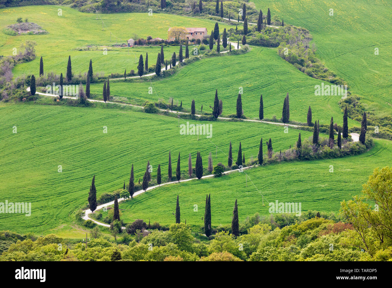 Avvolgimento strada toscano di cipressi, La Foce, vicino a Montepulciano in provincia di Siena, Toscana, Italia, Europa Foto Stock