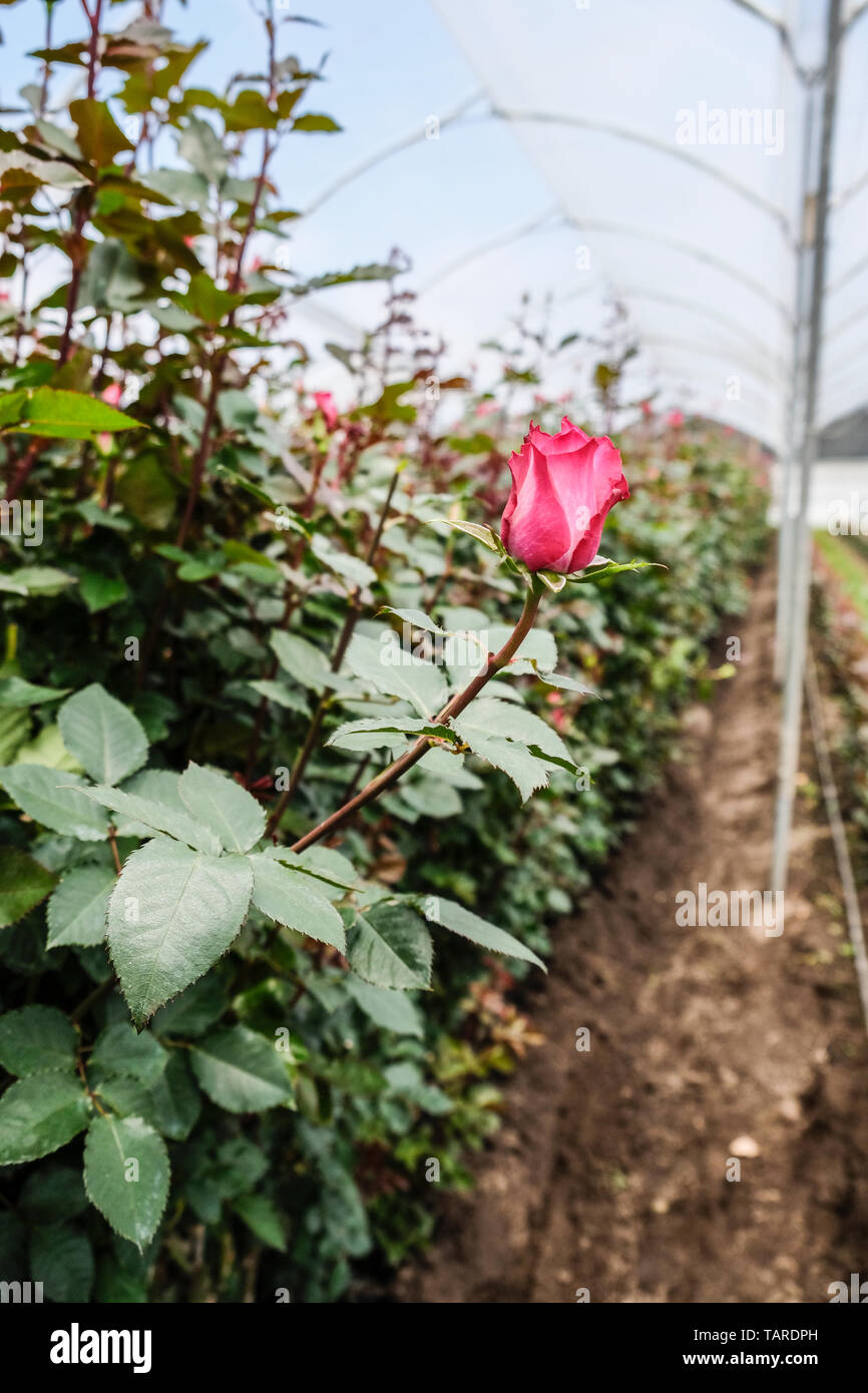 Una rosa rossa in una serra di rose Foto Stock