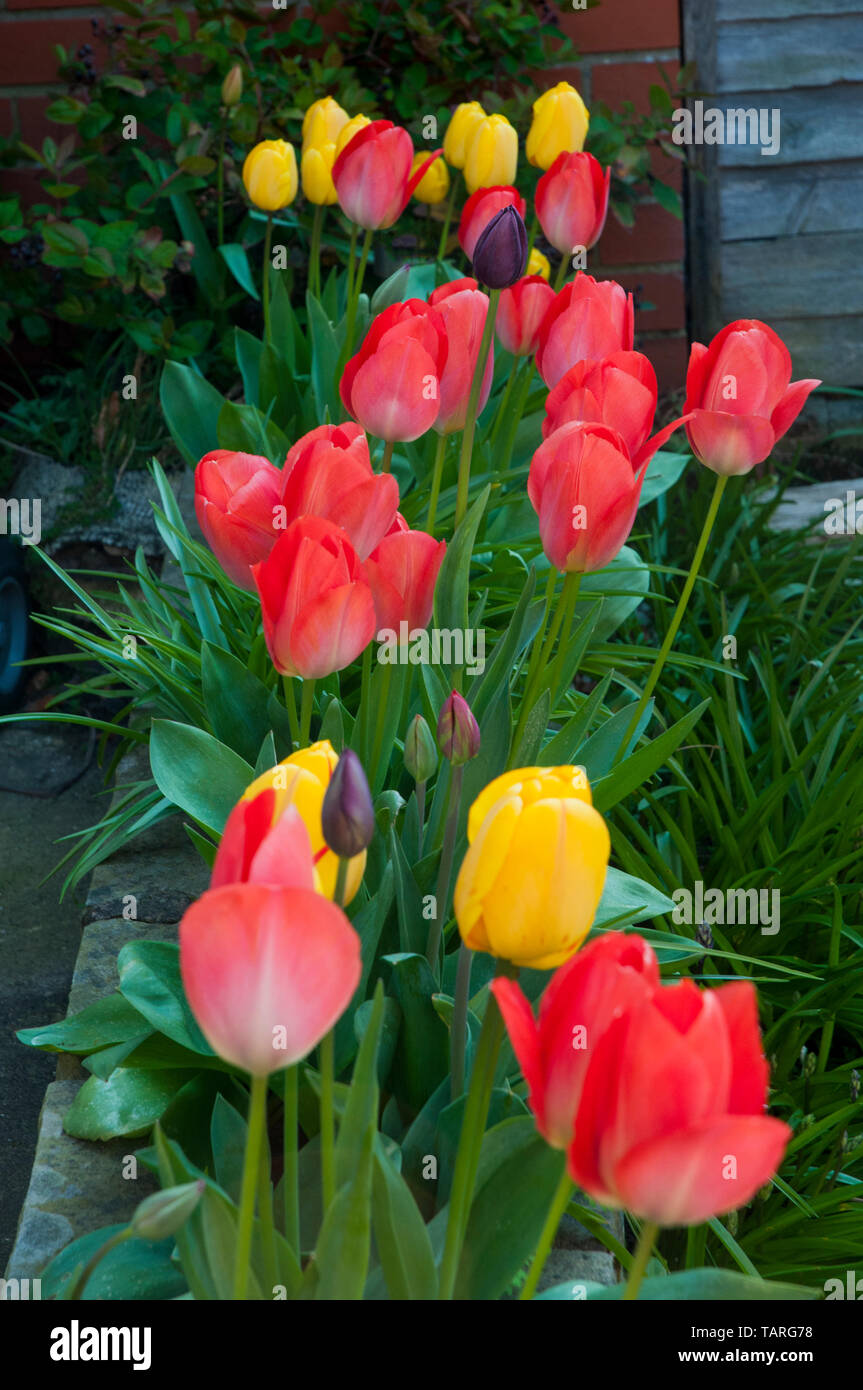 Sagomato a tazza trionfo tulipani in vari colori in una cornice in rilievo. Foto Stock