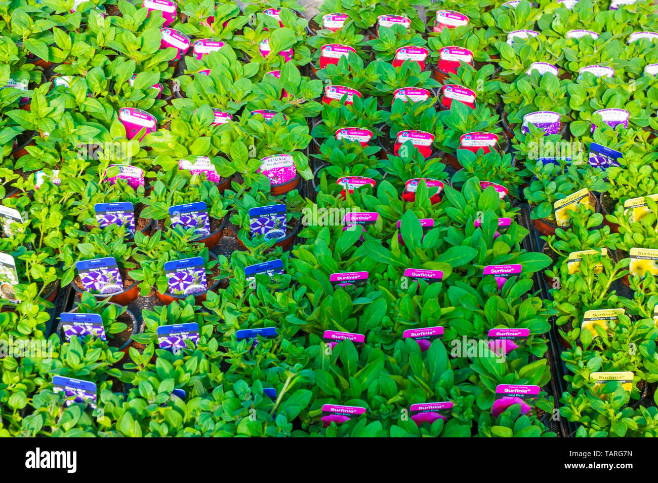 Raccolta di vari Petunia Surfinias posteriore Rosso Giallo Rosa etc in 9cm pentole in vassoi ideale per cesti pendenti Foto Stock