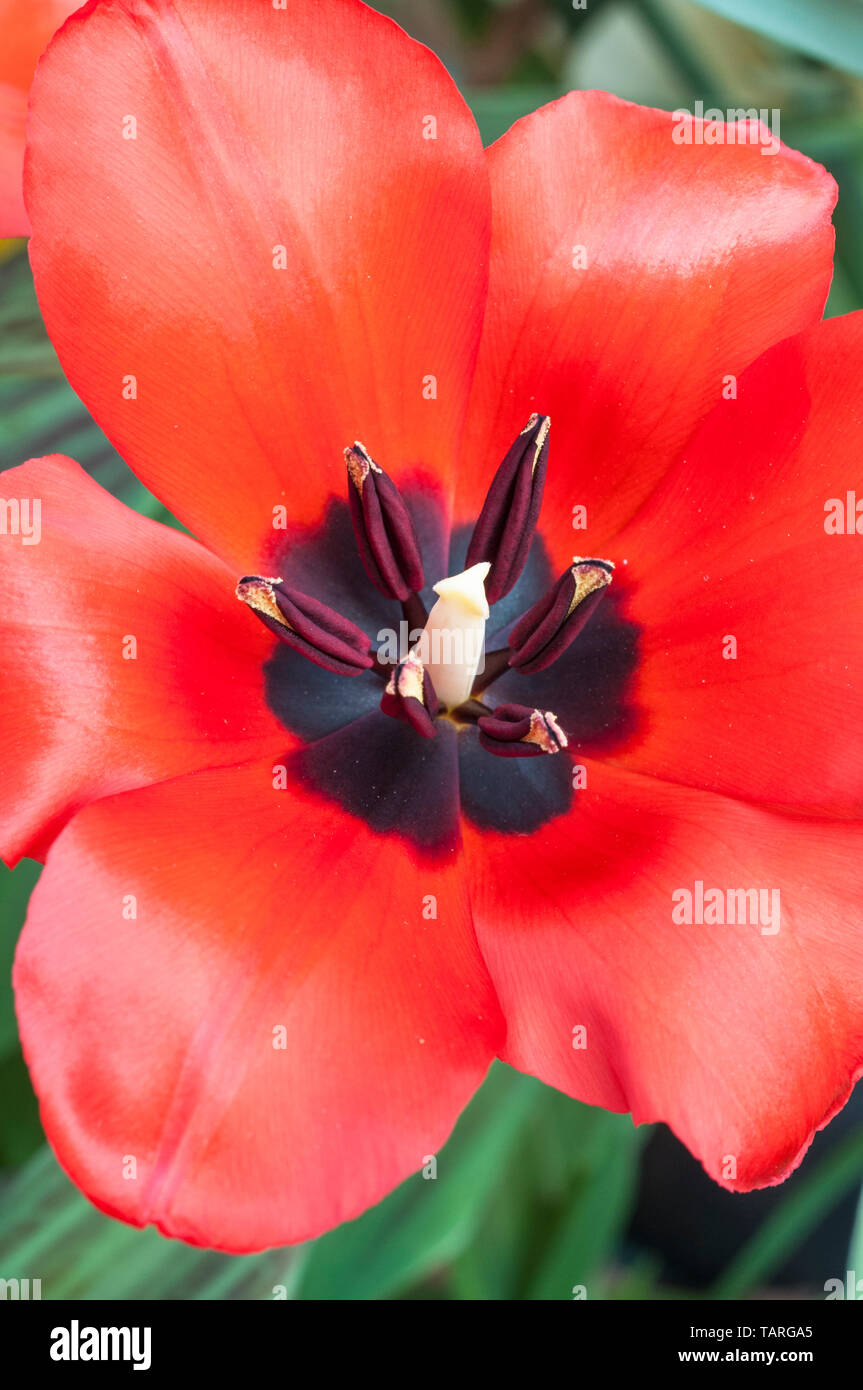 Close up della stigmatizzazione e stame con il polline nel centro di un rosso tulip Foto Stock