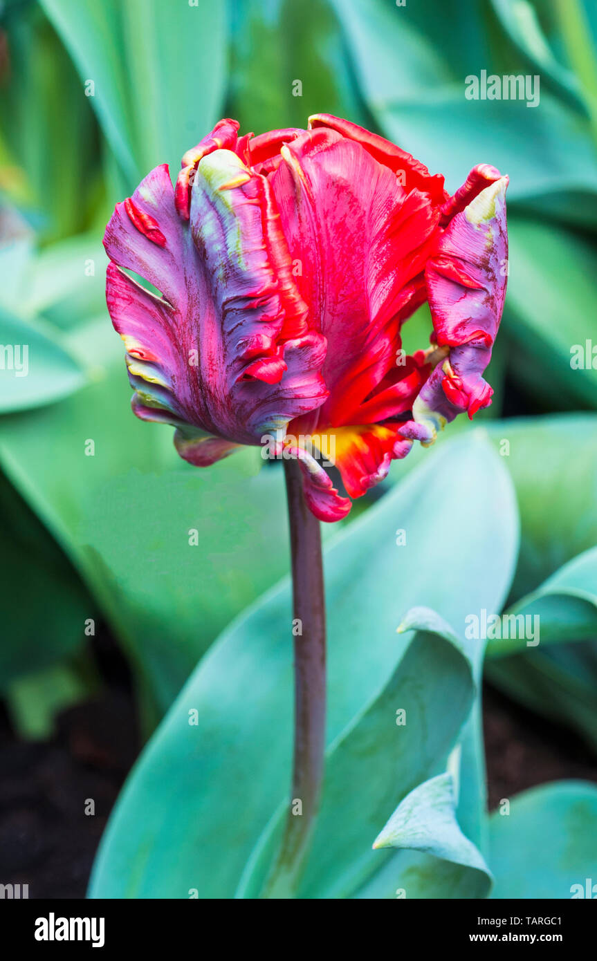 Chiusura del rococò tulipano un tulipano rosso con una piuma verde flash e colore giallo. Aprire una forma a tazza appartenenti al Parrot tulip divisione di gruppo 10 Foto Stock