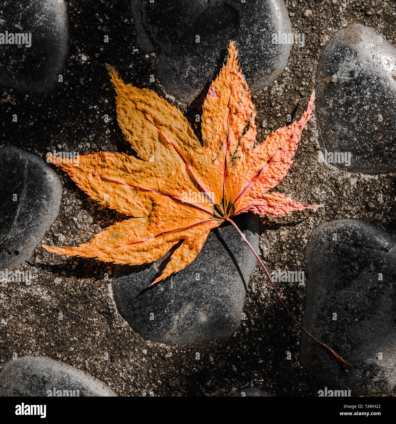 Foglie su un marciapiede Foto Stock