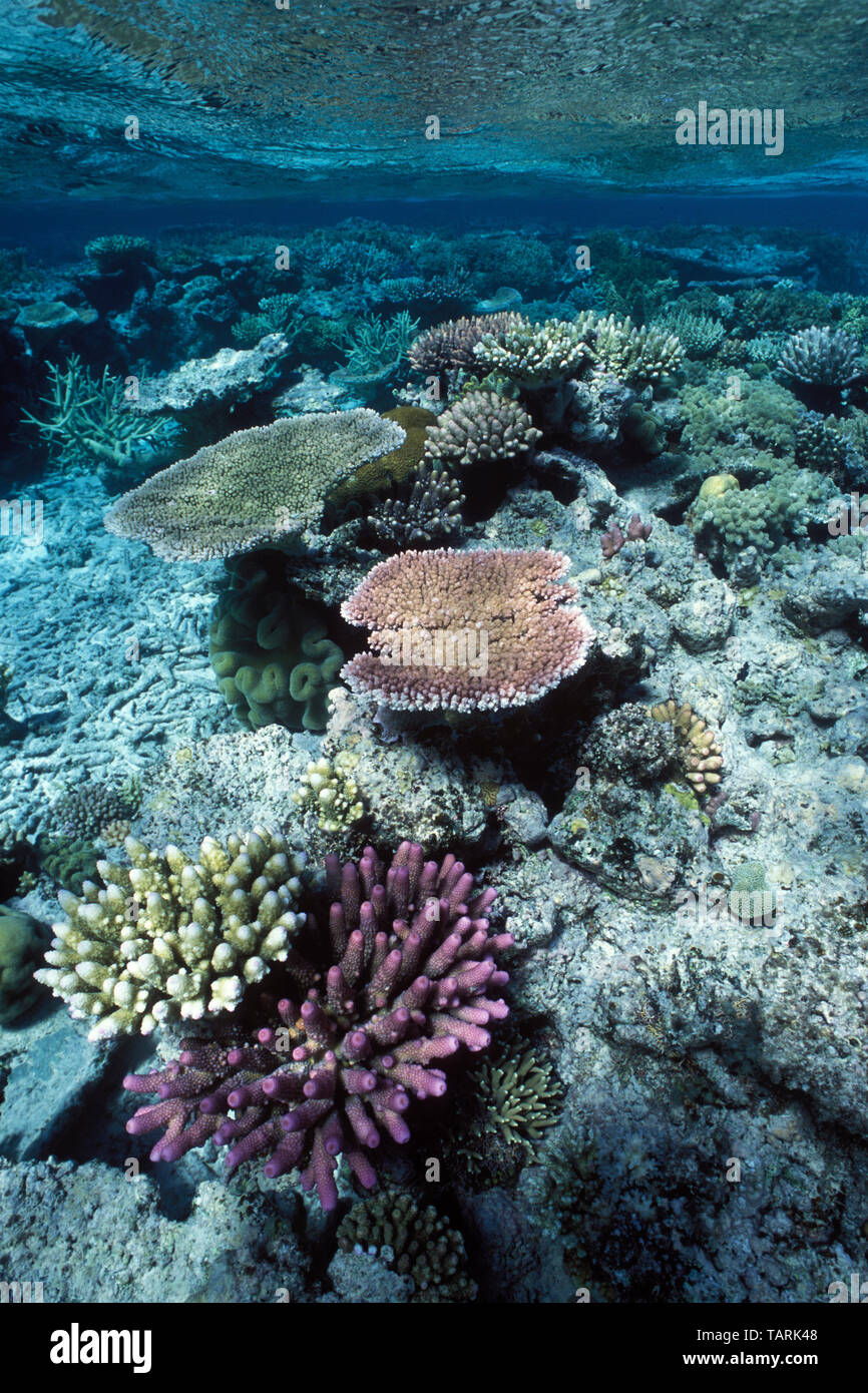La Grande Barriera Corallina, a nord-est di Port Douglas, Queensland, Australia, Oceano Pacifico occidentale di corallo, per la maggior parte del genere Acropora Foto Stock