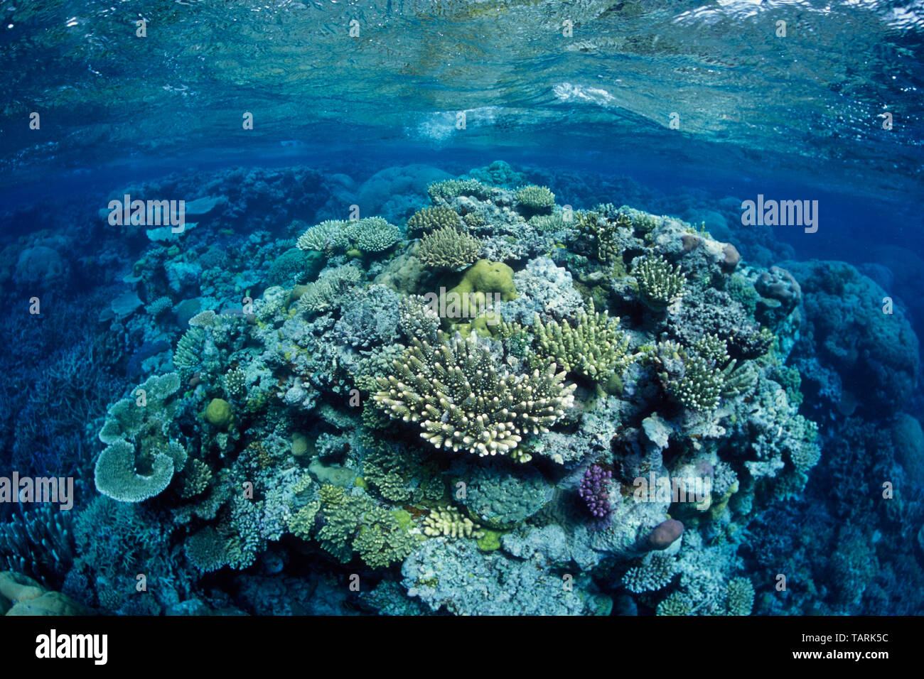 La Grande Barriera Corallina, a nord-est di Port Douglas, Queensland, Australia, Oceano Pacifico occidentale di corallo, per la maggior parte del genere Acropora Foto Stock