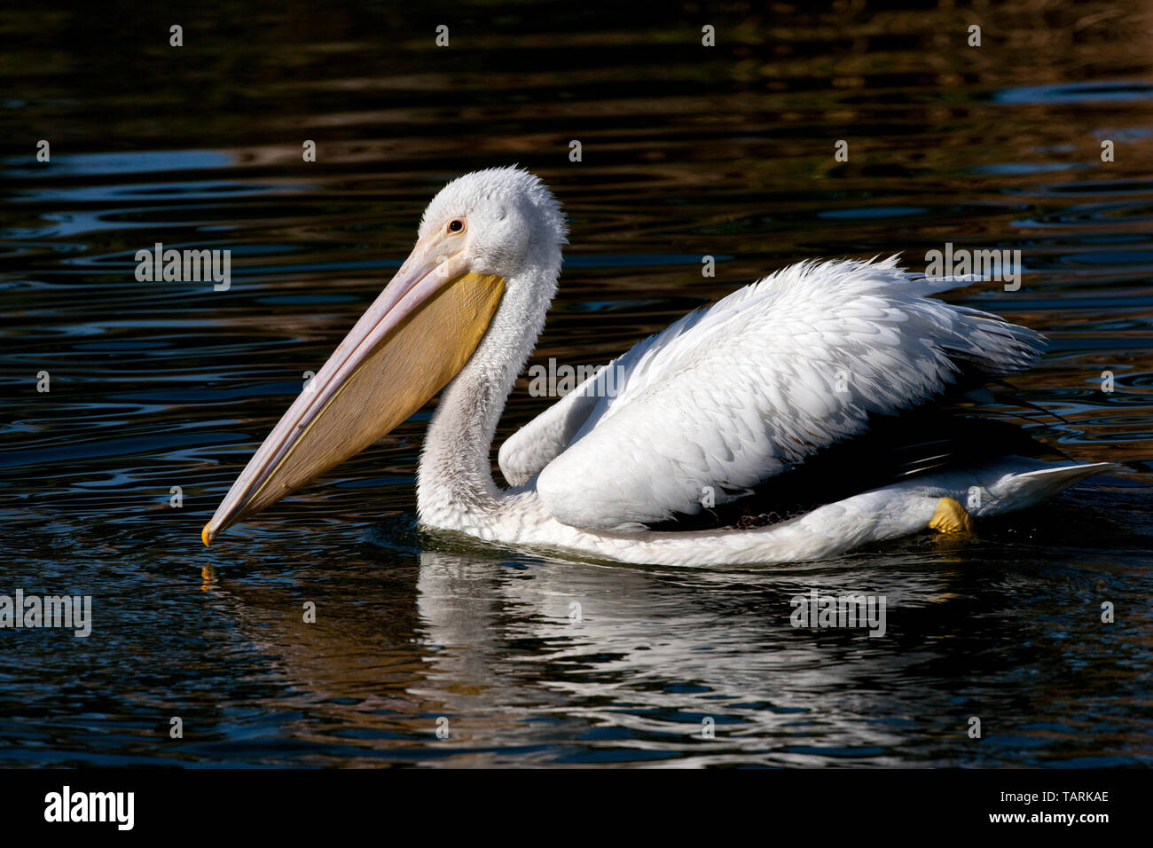 Americano bianco pelican, nonbreeding piumaggio Pelecanus erythrorhynchos Foto Stock