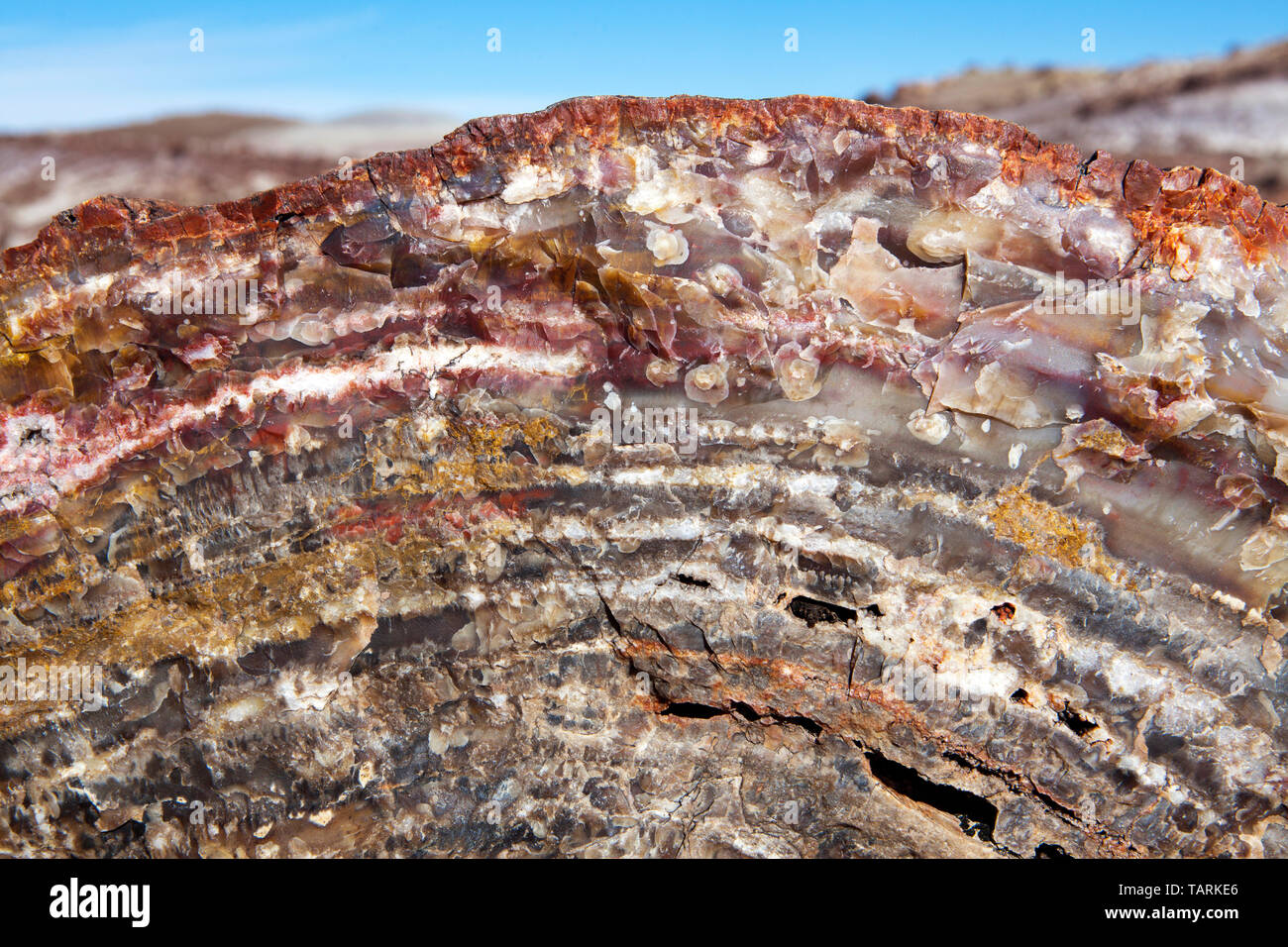 Parco Nazionale della Foresta Pietrificata, Arizona, Stati Uniti d'America Close-up di sezione trasversale di un registro pietrificato, lungo la Foresta di cristallo trail. Foto Stock