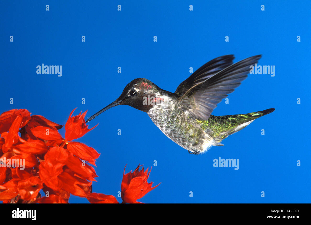 Anna's Hummingbird, maschio, alimentando il Salvia Calypte anna fotografato nel sud della California, Stati Uniti d'America Foto Stock