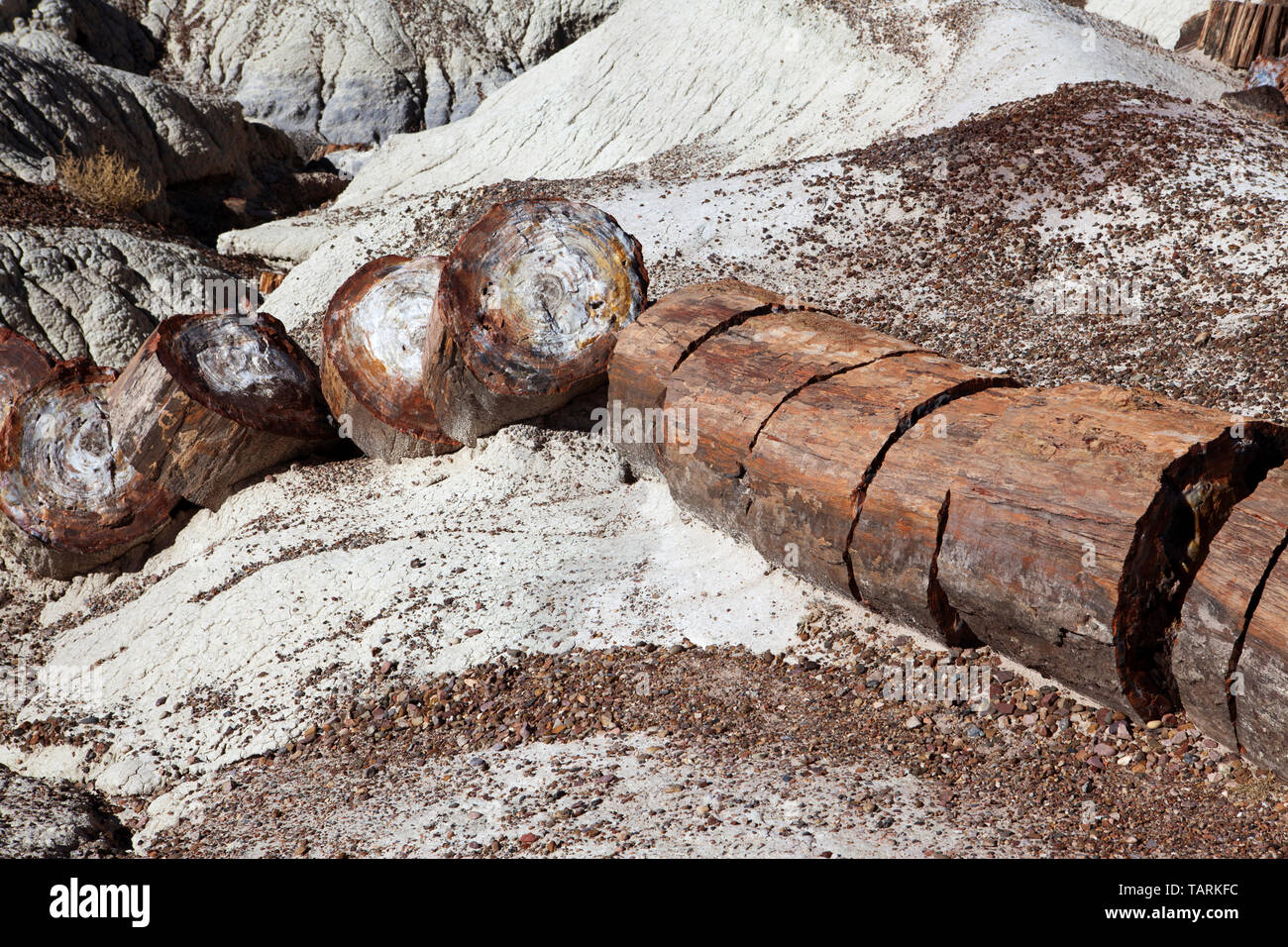 Parco Nazionale della Foresta Pietrificata, Arizona, Stati Uniti d'America frammentata registro pietrificato lungo la Foresta di cristallo trail. Foto Stock