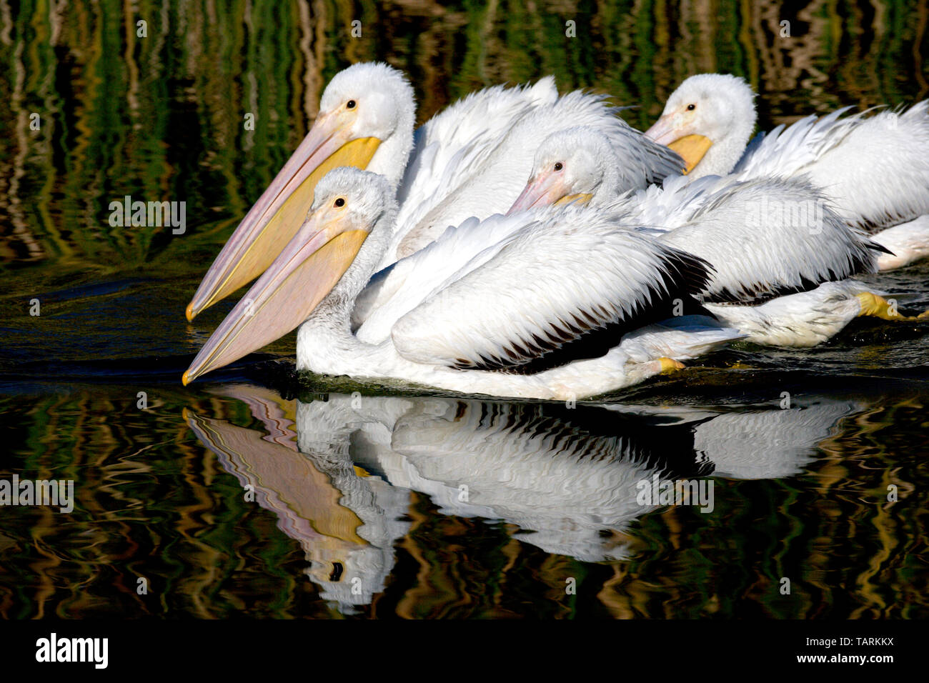 Americano bianco Pelican, nonbreeding piumaggio Pelecanus erythrorhynchos Foto Stock