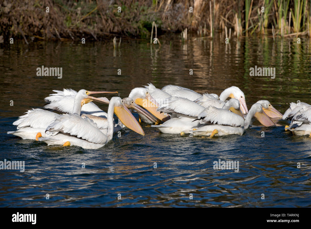 Americano bianco pelican, nonbreeding piumaggio Pelecanus erythrorhynchos Gruppo di uccelli la pesca Foto Stock