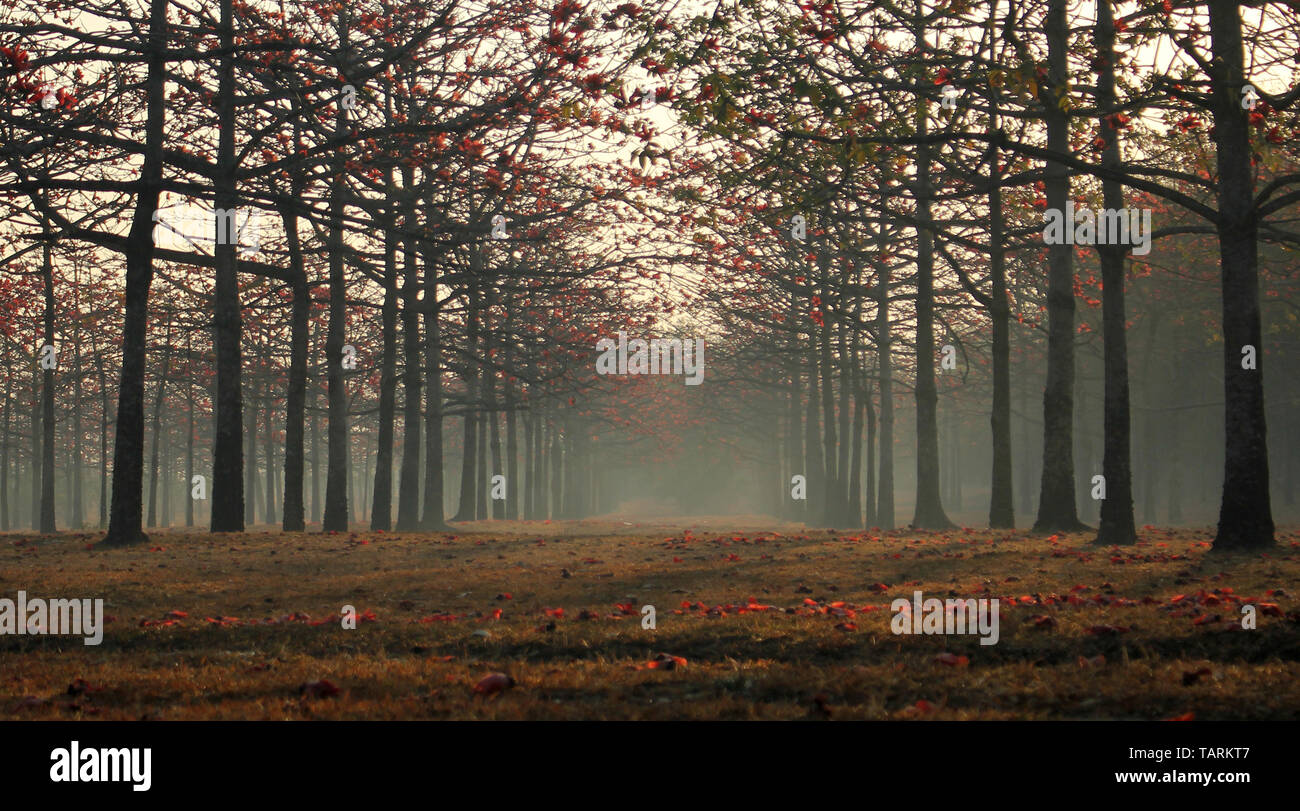 Nebbia Mornimg Foto Stock