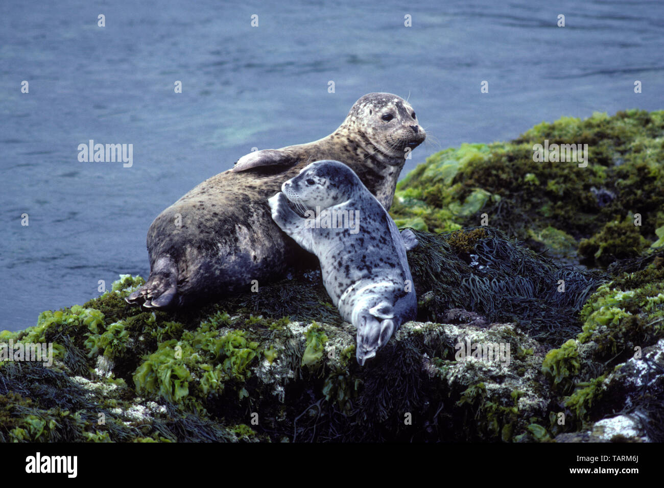 Guarnizione di tenuta del porto - Phoca vitulina, madre e pup. Monterey Bay National Marine Sanctuary, CALIFORNIA, STATI UNITI D'AMERICA Foto Stock