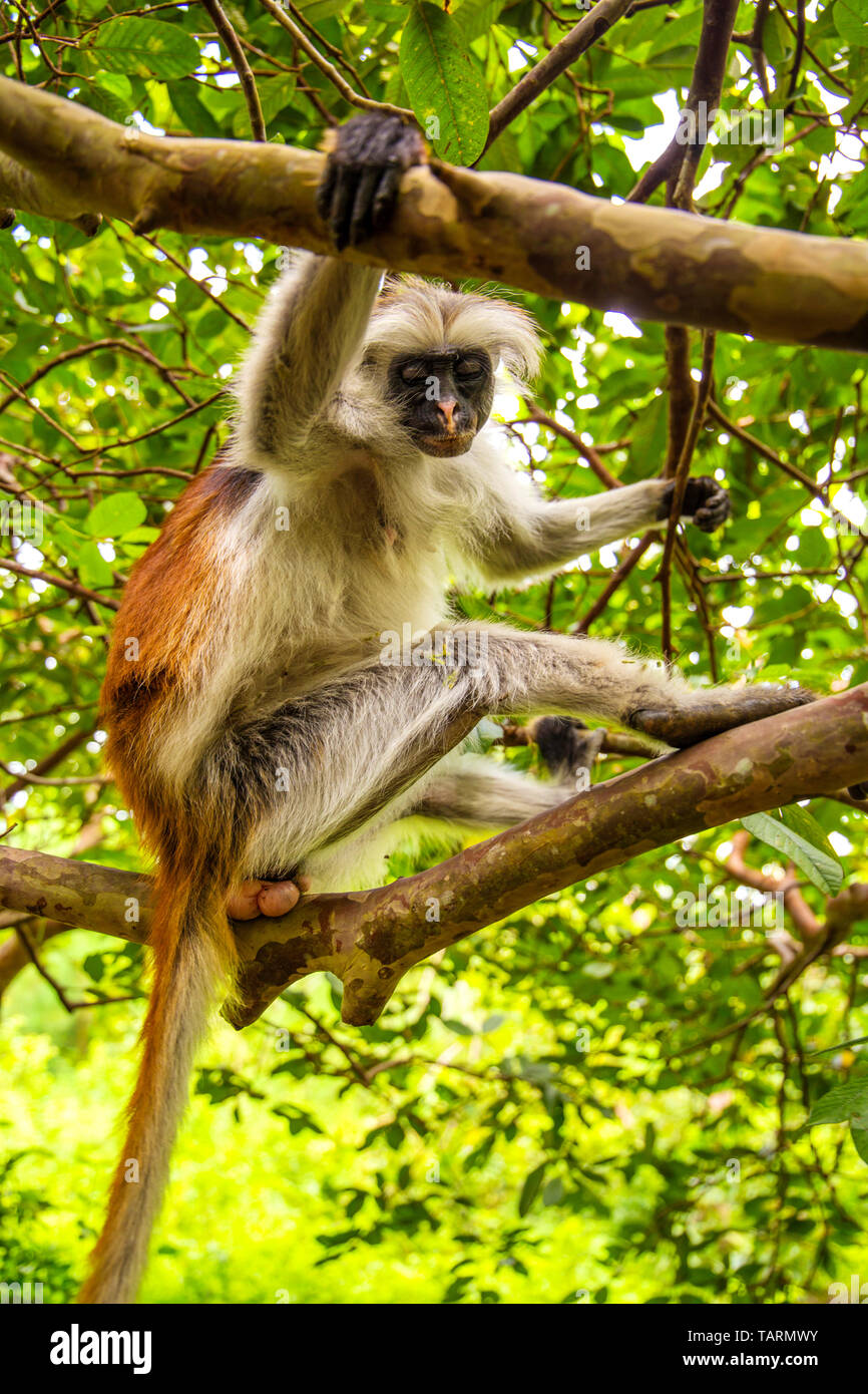 Wild monkey siede su un albero in natura selvaggia della giungla africana a Zanzibar e guarda nella telecamera. Immagine ravvicinata. Foto Stock