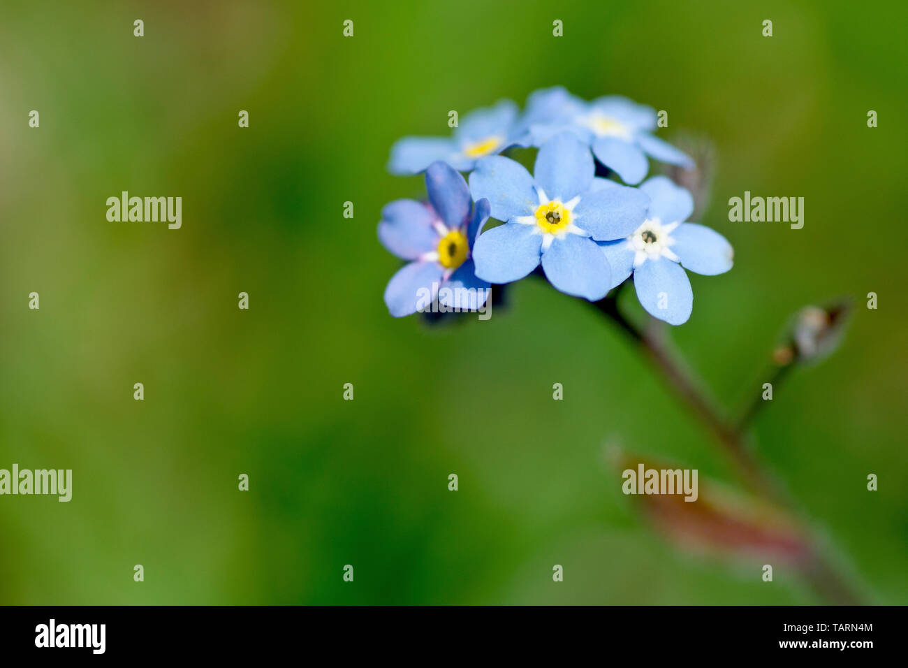 Dimenticare di legno-me-non (myosotis sylvatica), in prossimità di una fioritura stelo con bassa profondità di campo. Foto Stock