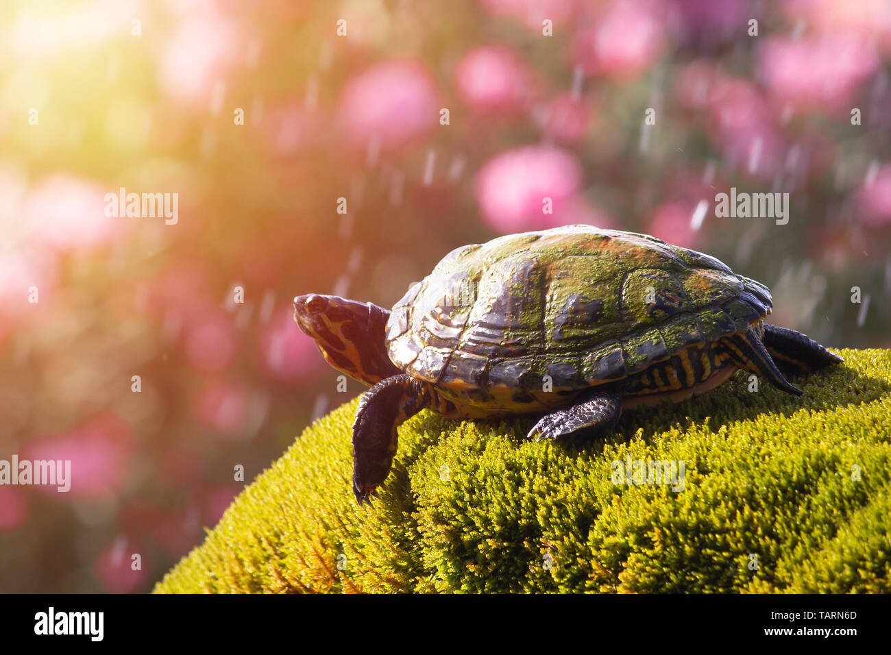 Ventre giallo slider turtle in ambiente naturale, vista la natura selvaggia di Croazia, Sibenik, Dalmazia Foto Stock