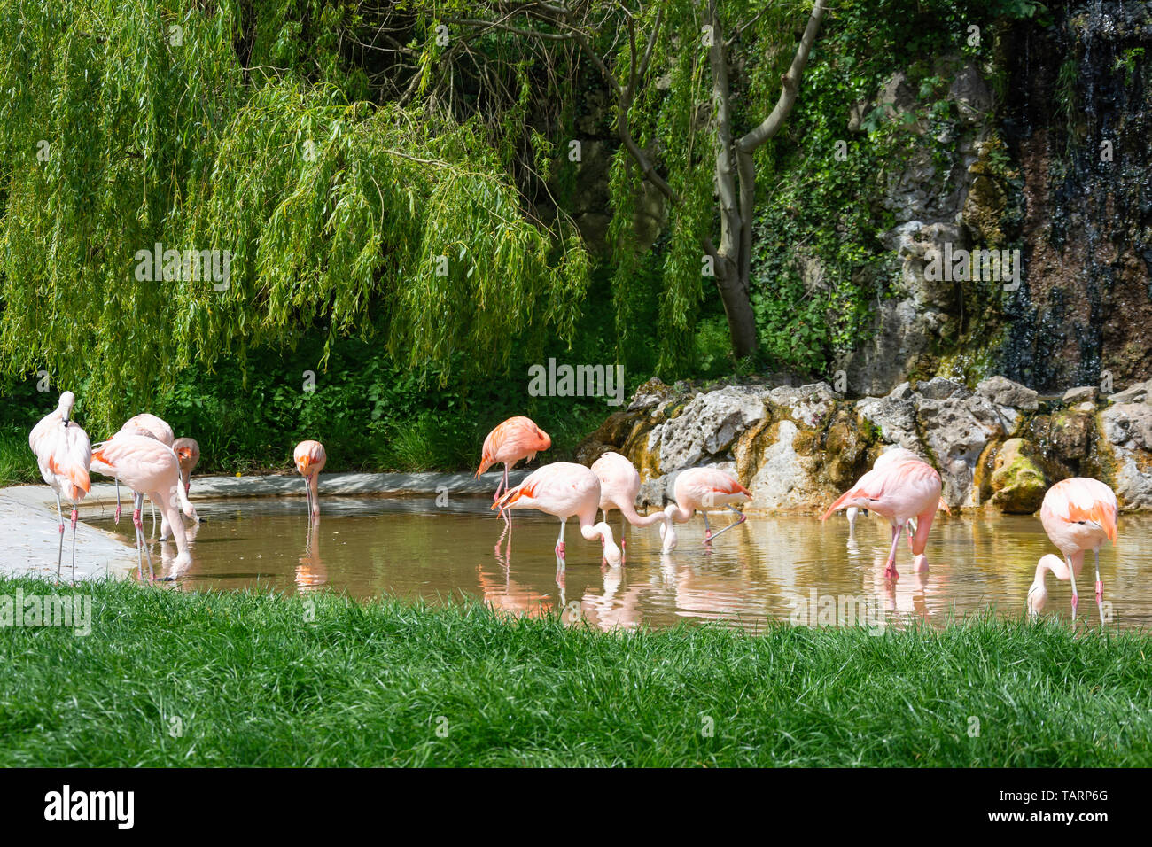 Fenicotteri rosa in piscina a Dudley Zoological Gardens, Castle Hill, Dudley, West Midlands, England, Regno Unito Foto Stock