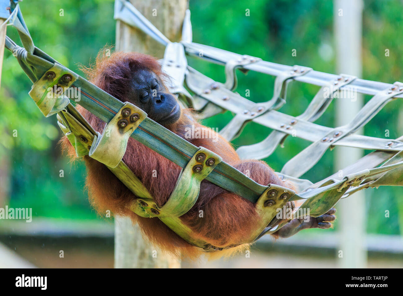 Orangutan o pongo pygmaeus è il solo grande asiatici trovate sull'isola del Borneo e Sumatra Foto Stock