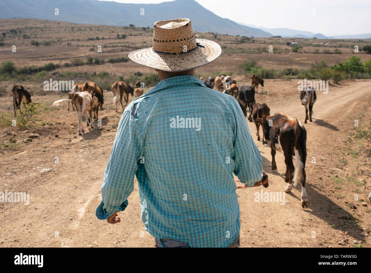 Vista posteriore di un bovaro scortare il suo bestiame. Della vita agricola a Teotitlan del Valle, Oaxaca, Messico. Maggio 2019 Foto Stock