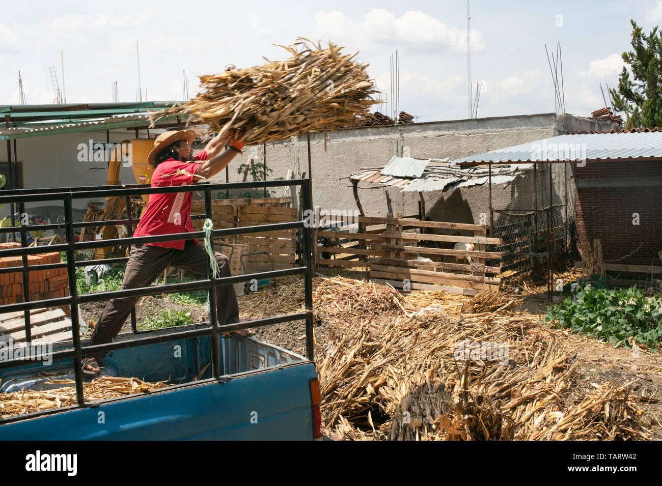 Azienda agricola sostenibile la vita con l'agricoltore messicano offload van raccoglitore pieno di gli steli secchi del grano (per alimentare i caprini). Teotitlan del Valle, Oaxaca, Messico. Maggio 2019 Foto Stock