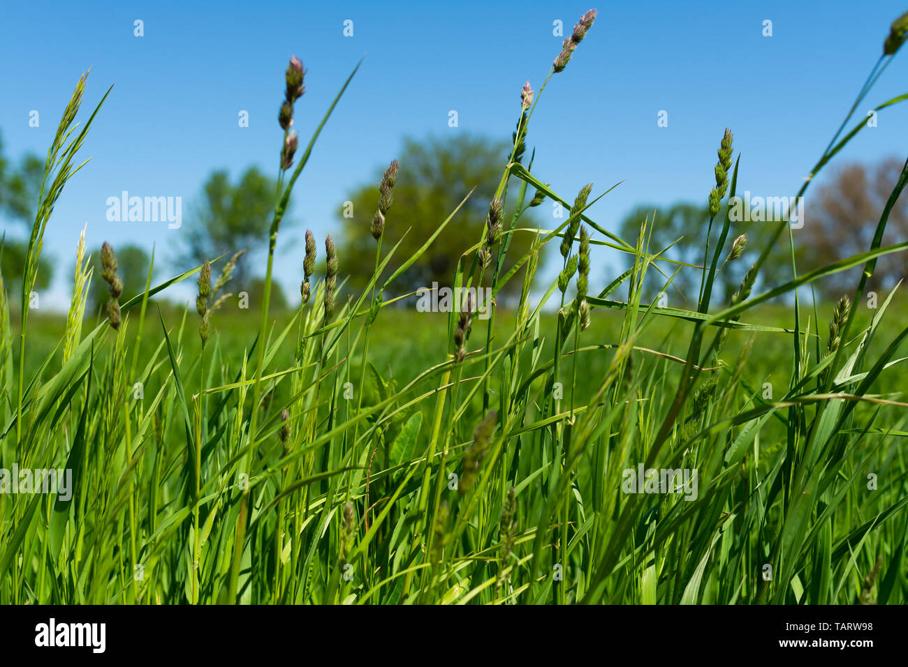 Fresco di erba verde al vento su una bella mattina di primavera. Midewin National Tallgrass Prairie, Wilmington, Illinois Foto Stock