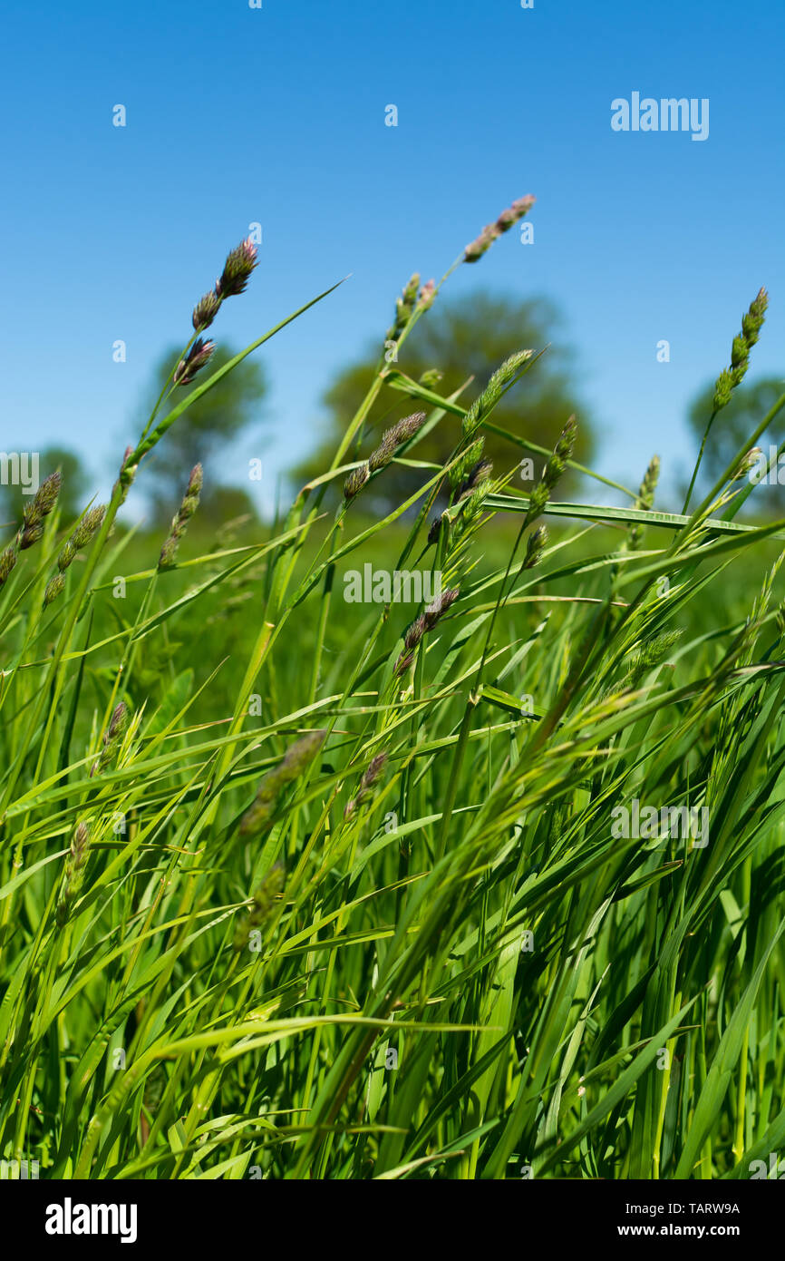 Fresco di erba verde al vento su una bella mattina di primavera. Midewin National Tallgrass Prairie, Wilmington, Illinois Foto Stock