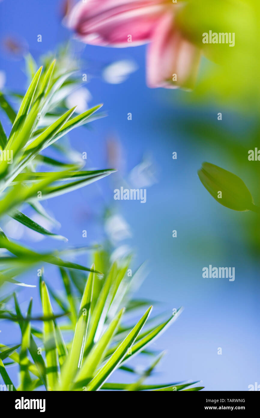Piccoli fiori su un tonico su dolci morbido blu e sfondo rosa all'aperto close-up macro . Foto Stock