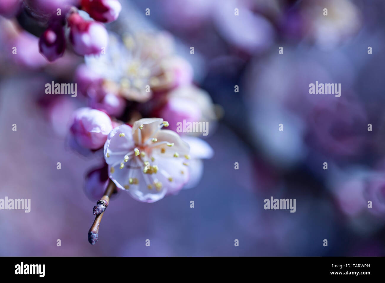 Bellissimi fiori di primavera sfondo astratto della natura. Rami di fioritura albicocca macro con soft focus sul dolce luce blu sullo sfondo del cielo. Per Foto Stock