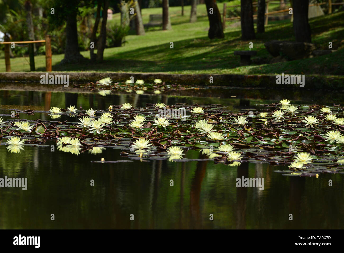 Dettaglio del lago bianco con fiori di loto presso il Giardino Botanico in Sao Paulo, Brazi Foto Stock