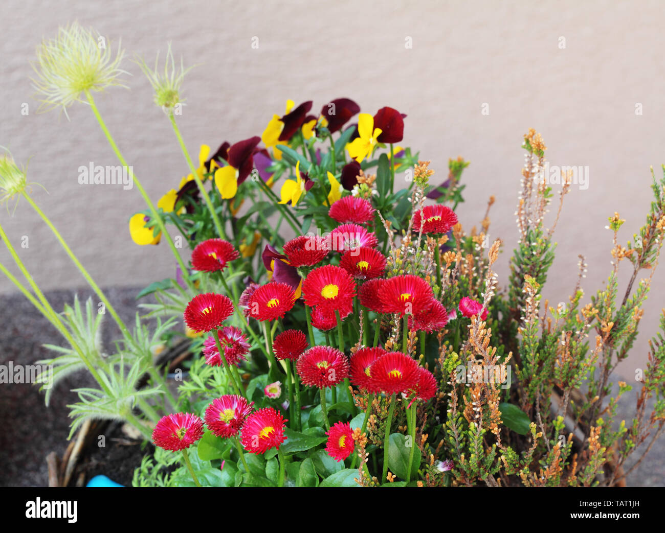 Still Life - fiori Foto Stock