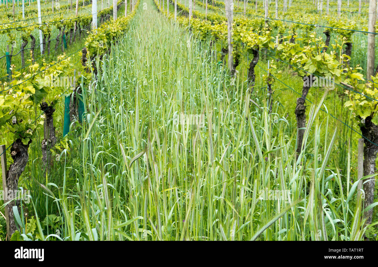Vista orizzontale di un pinot nero vigna con frumento organico crescente tra i filari di viti Foto Stock