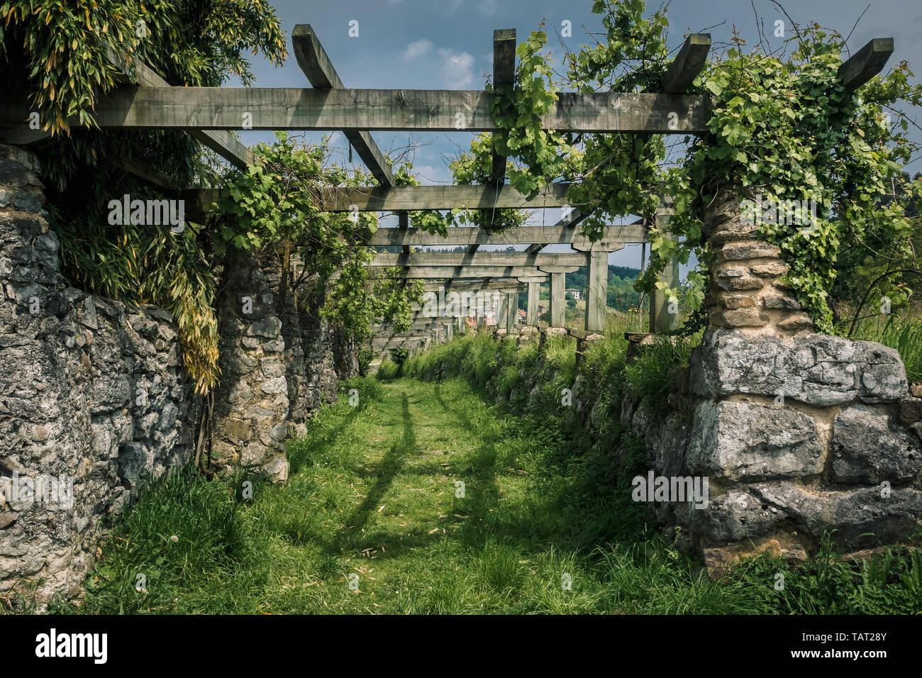 Antica Struttura a crescere uve nella Riserva della Biosfera di Urdaibai nei Paesi Baschi, Spagna Foto Stock