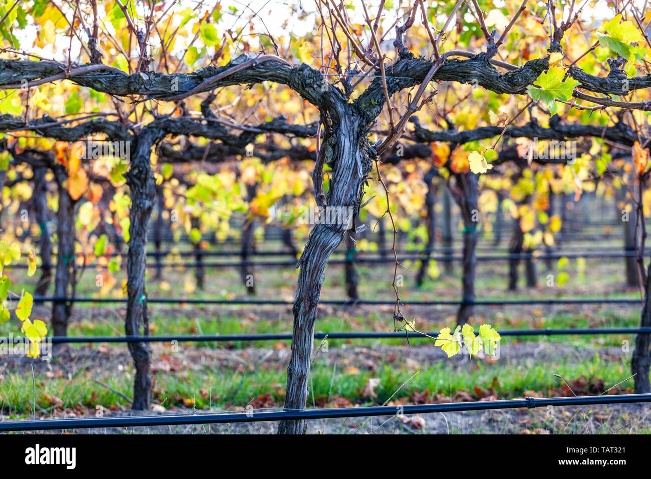 Closeup shot del vitigno con foglie dorate con messa a fuoco poco profonda Foto Stock