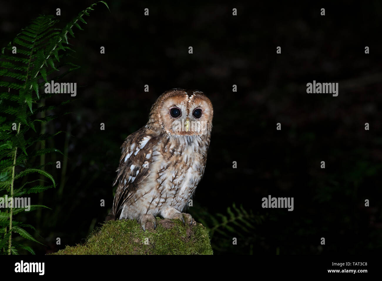 Allocco (Owlet) Strix aluco. Foto Stock