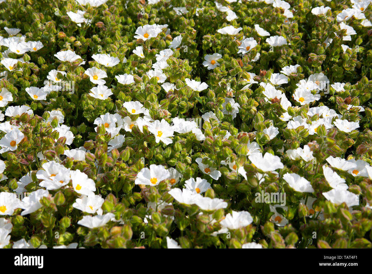 Wild Anemone nemorosa , fiori Foto Stock