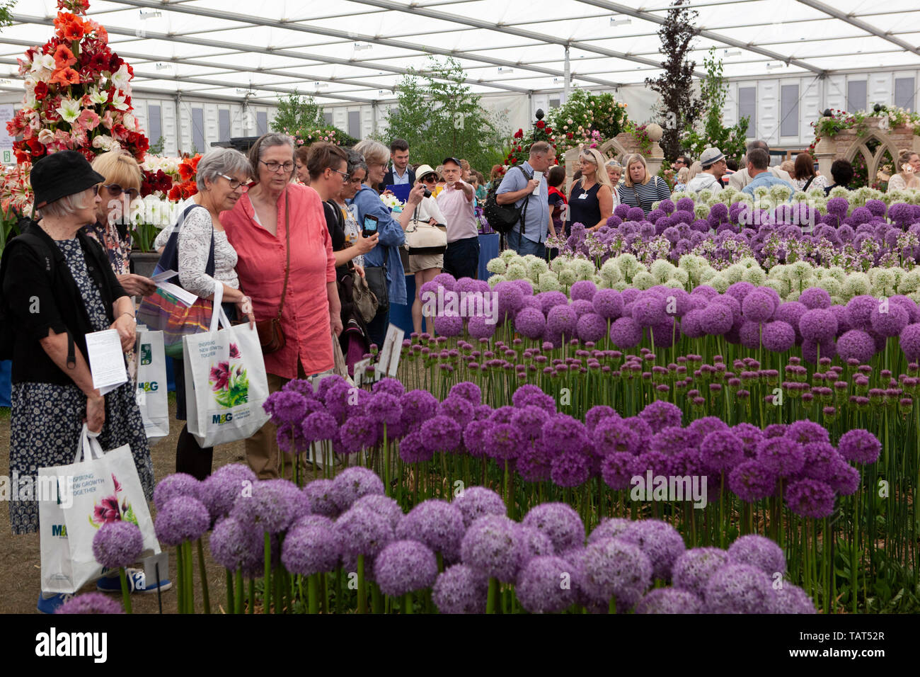 Il 2019 RHS Chelsea Flower Show: un display bianco e purle alliums nel grande padiglione. Foto Stock