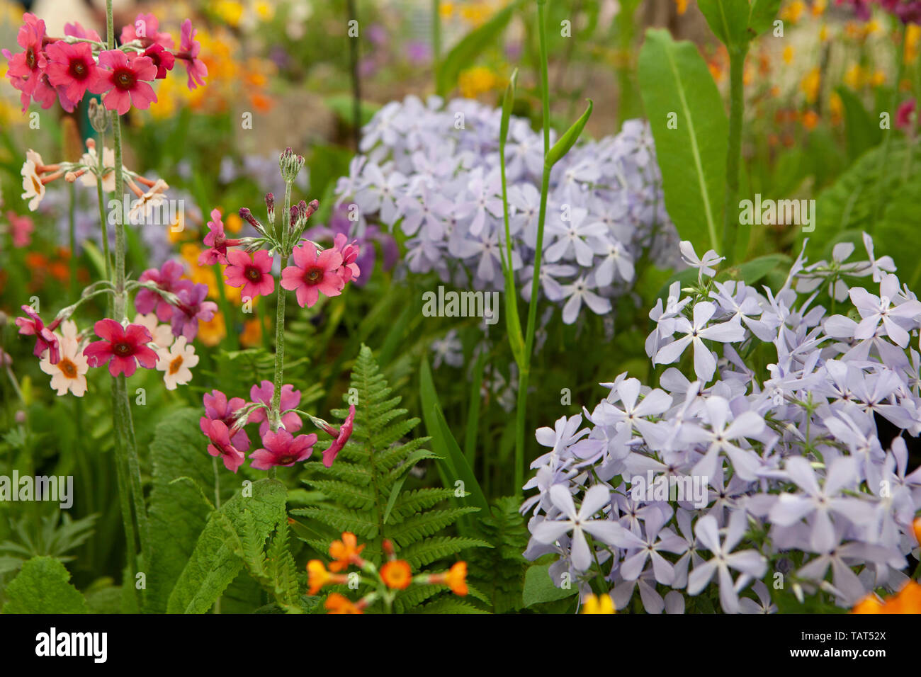 Il 2019 RHS Chelsea Flower Show: Phlox e candelabri primulas sul display nel grande padiglione Foto Stock