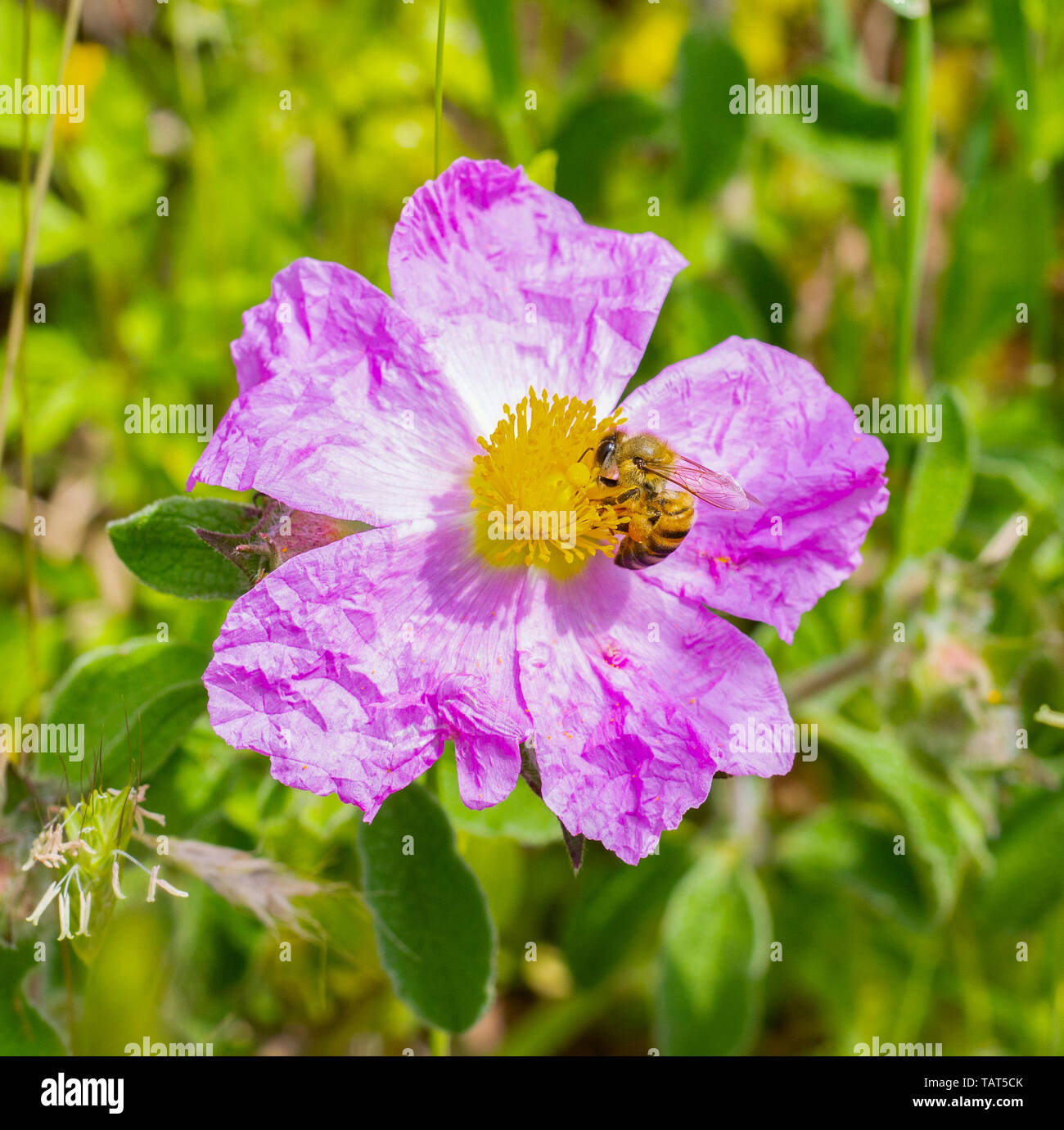 Un ape miele di nettare di raccolta su una rosa di fioritura o cistrose cisto (Cystus incanus ssp. tauricus) o (Cistus creticus) Foto Stock